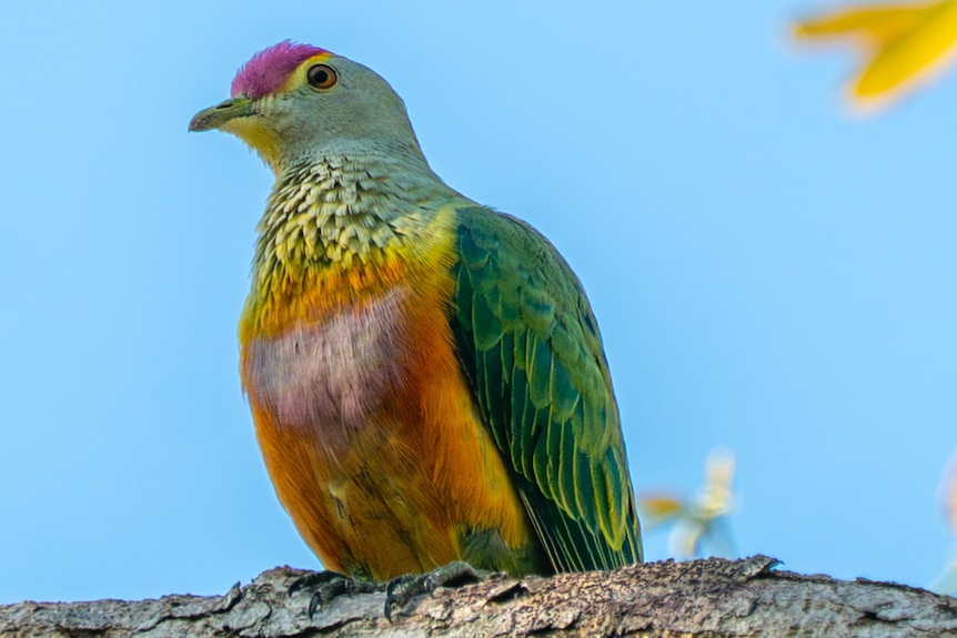Rose-crowned fruit dove