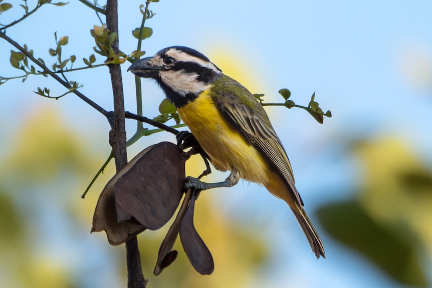 Northern shriketit