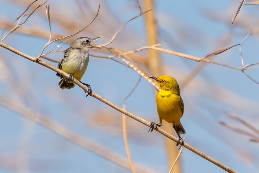 Yellow chat