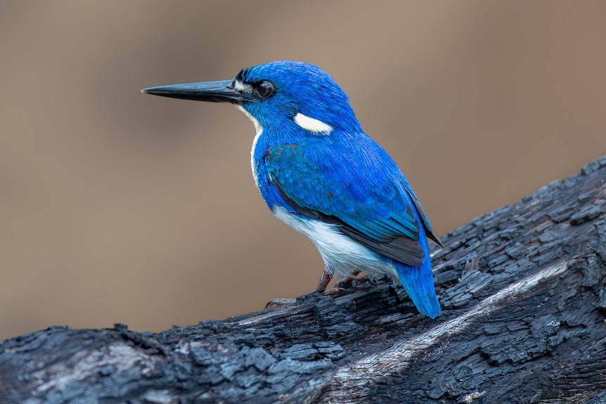 Little kingfisher