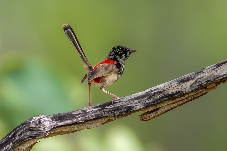 Red-backed fairy-wren