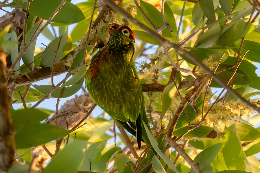 Varied lorikeet