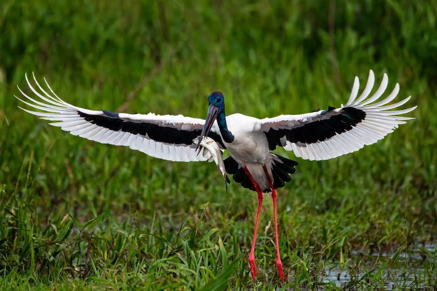 Black-necked stork