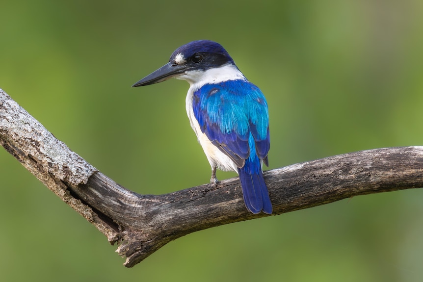 Forest kingfisher