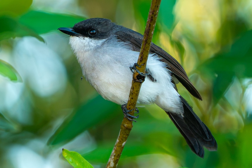 Mangrove robin