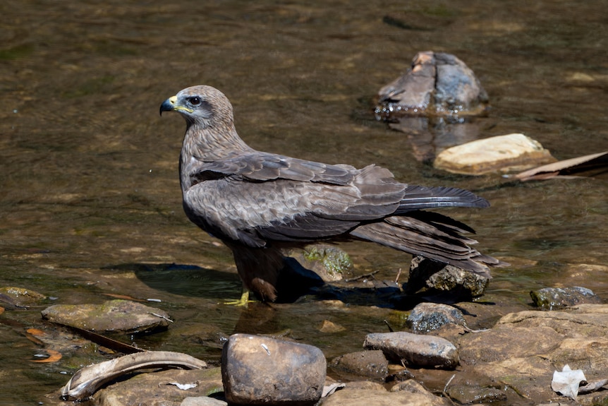 Black kite