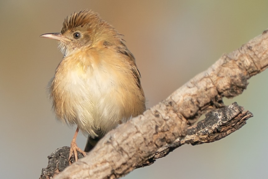 Golden-headed cisticola