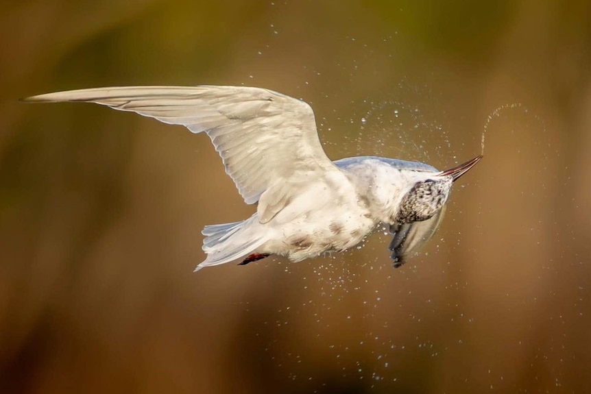 Whiskered tern