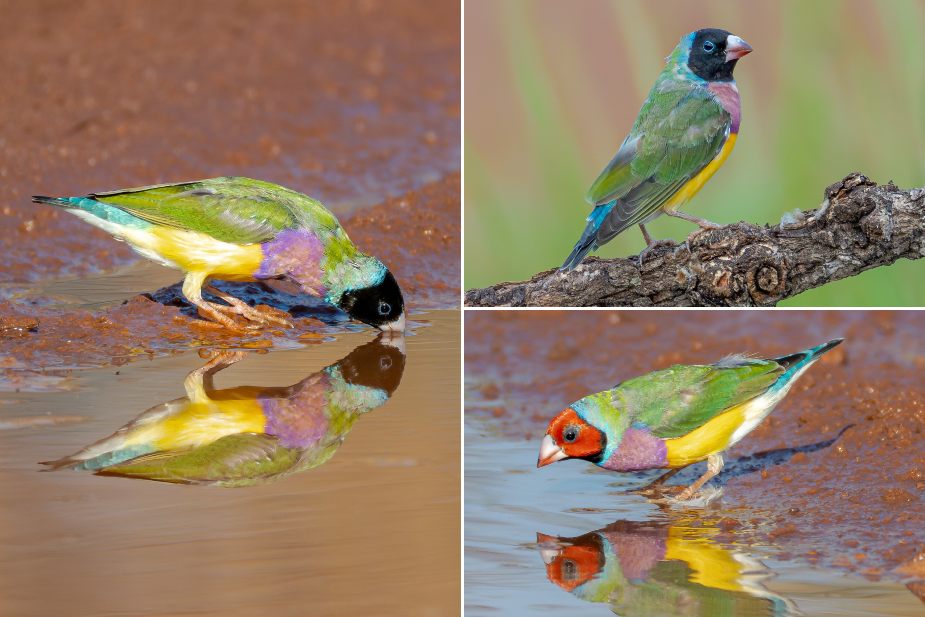 Gouldian finch