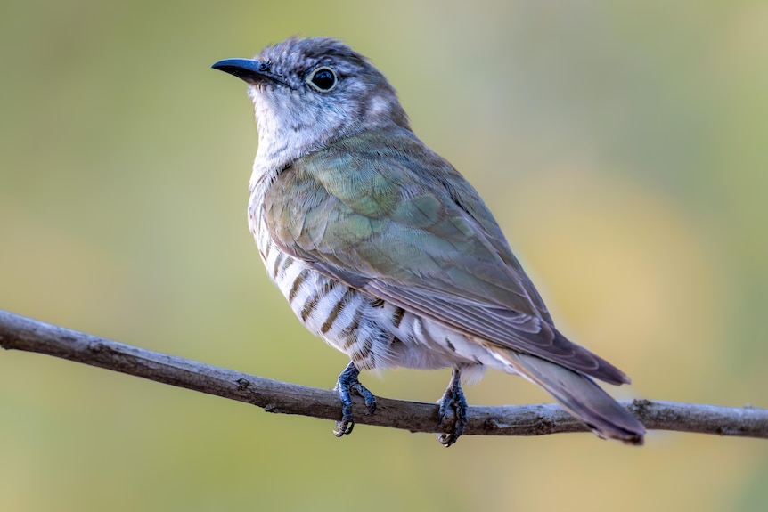Little bronze-cuckoo