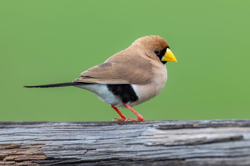 Masked finch