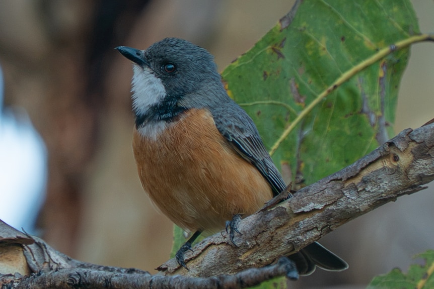 Rufous whistler