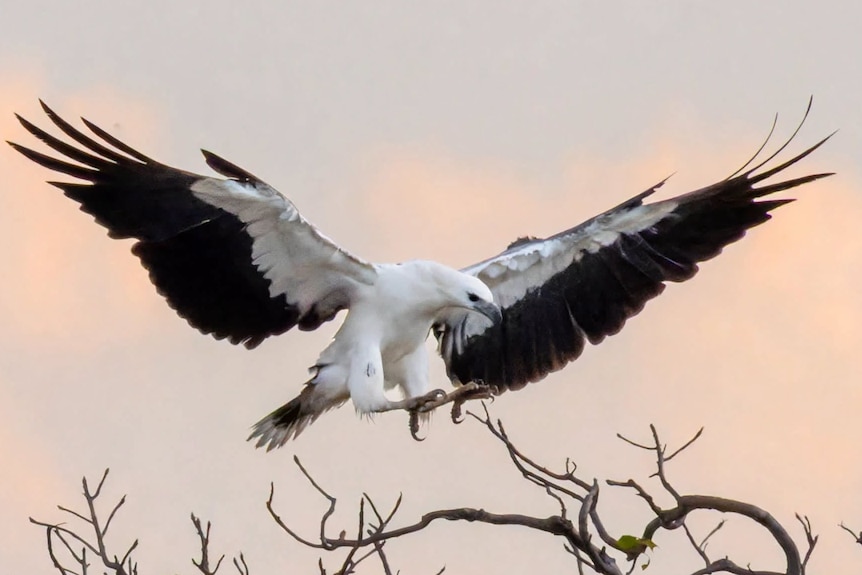 White-bellied sea eagle