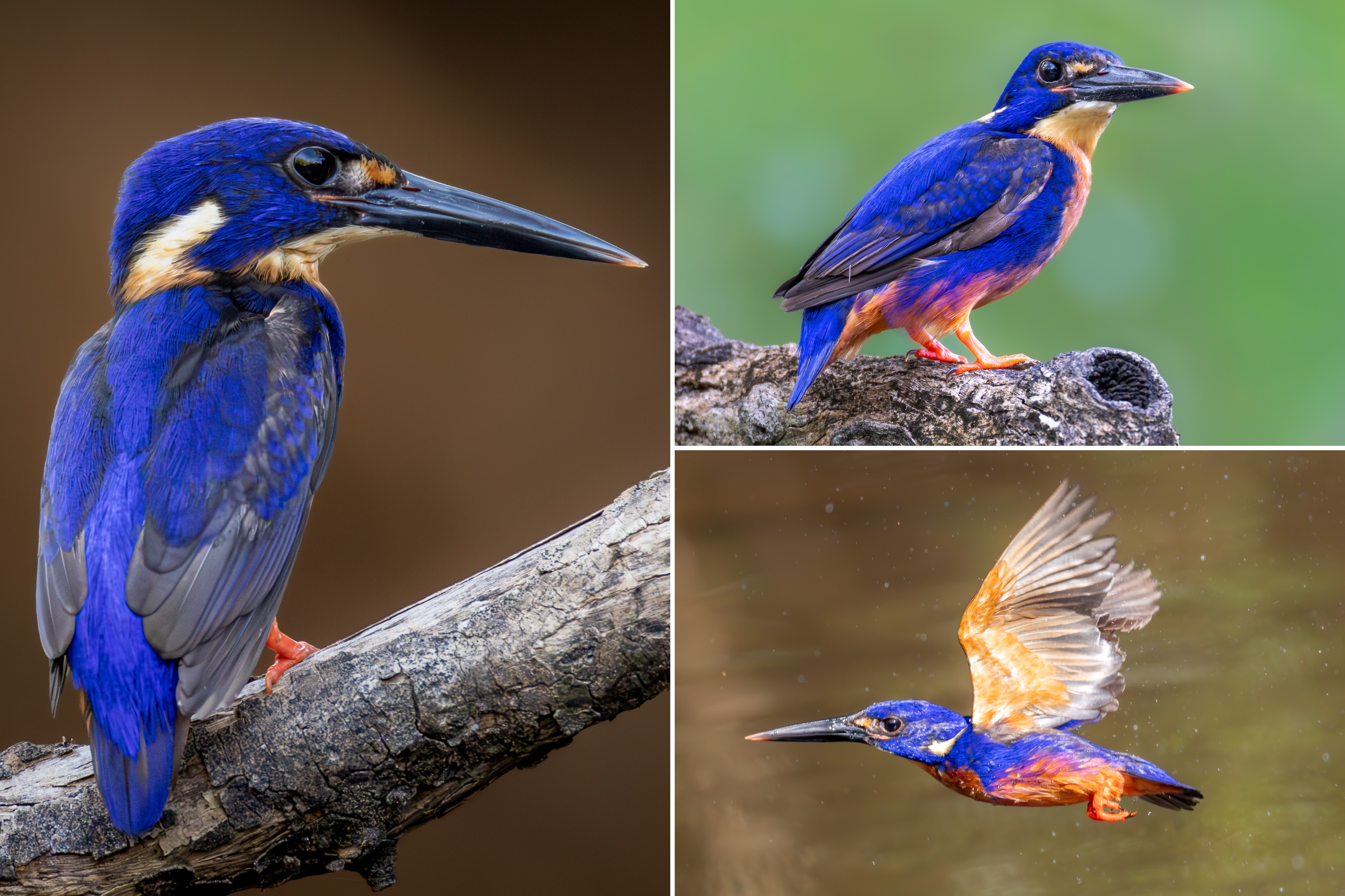 Azure kingfisher