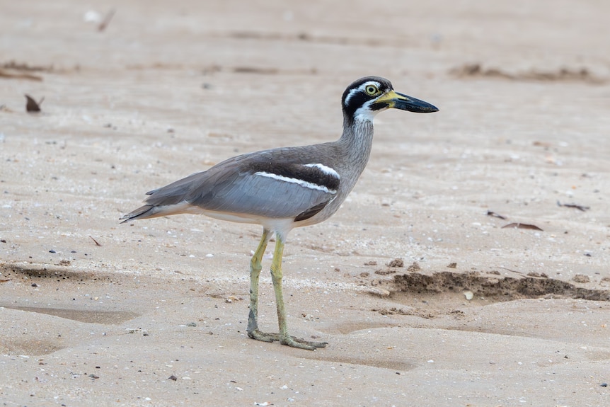 Beach stone-curlew