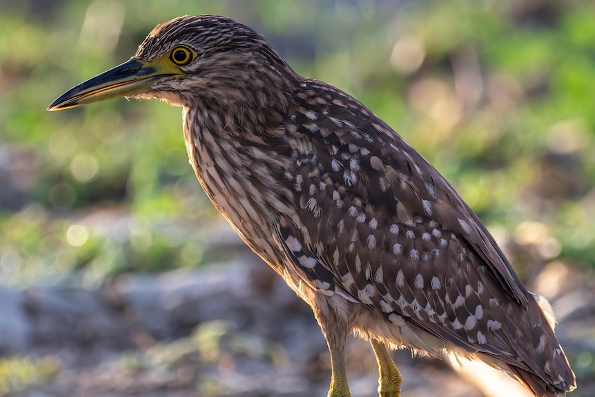 Nankeen night heron