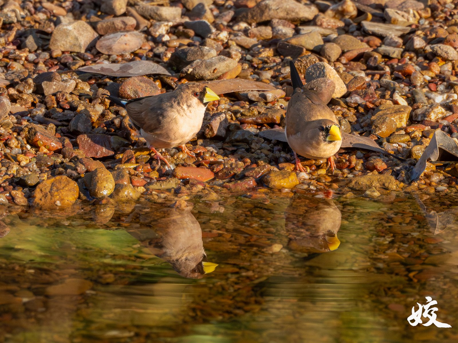 Masked Finch