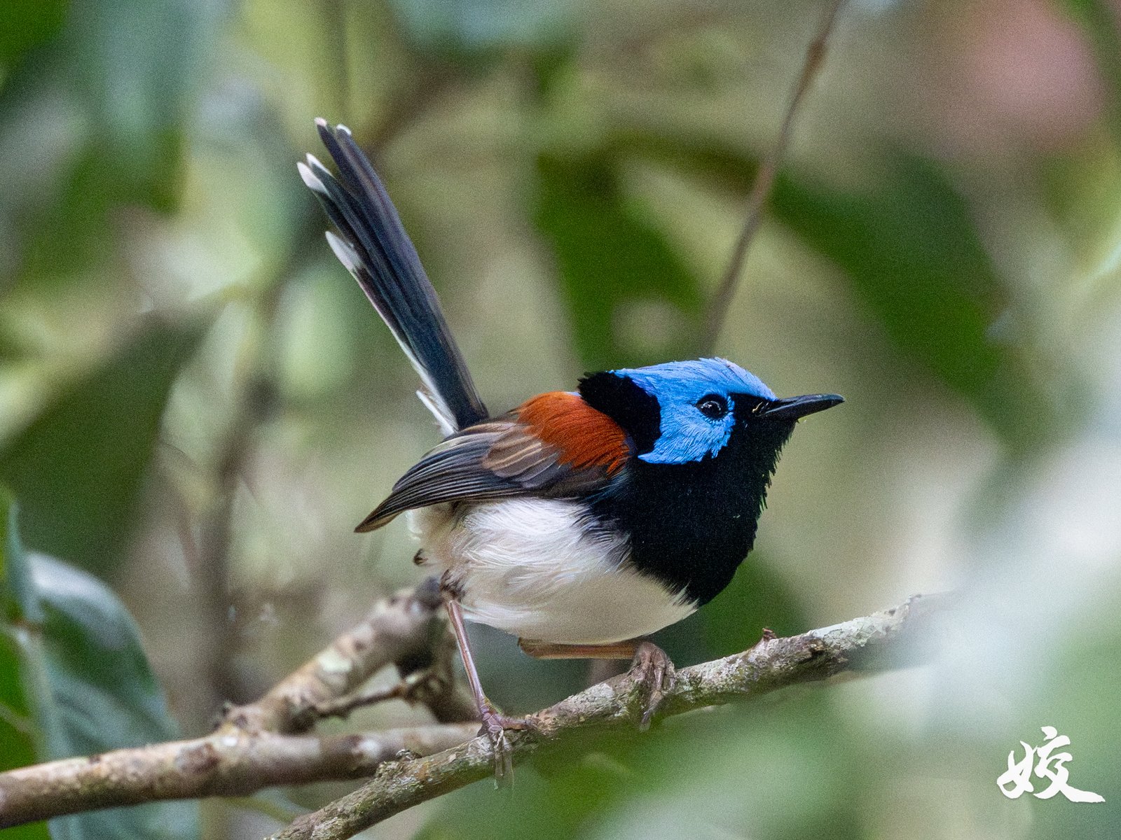 Lovely Fairywren