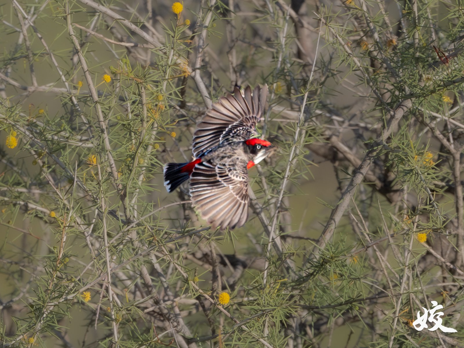 Crimson Chat