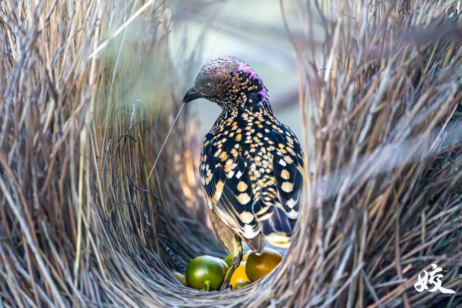 Western Bowerbird