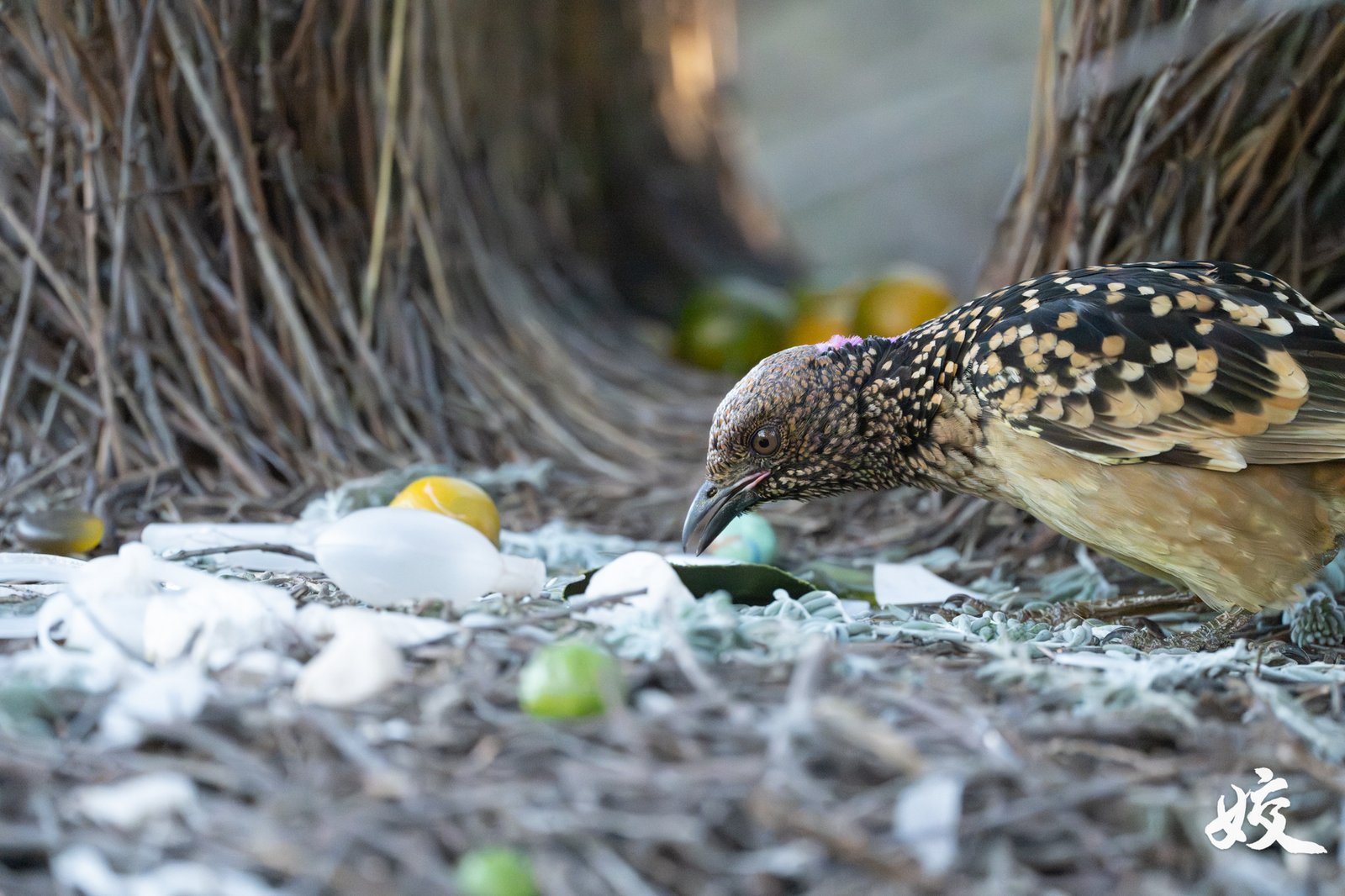 Western Bowerbird