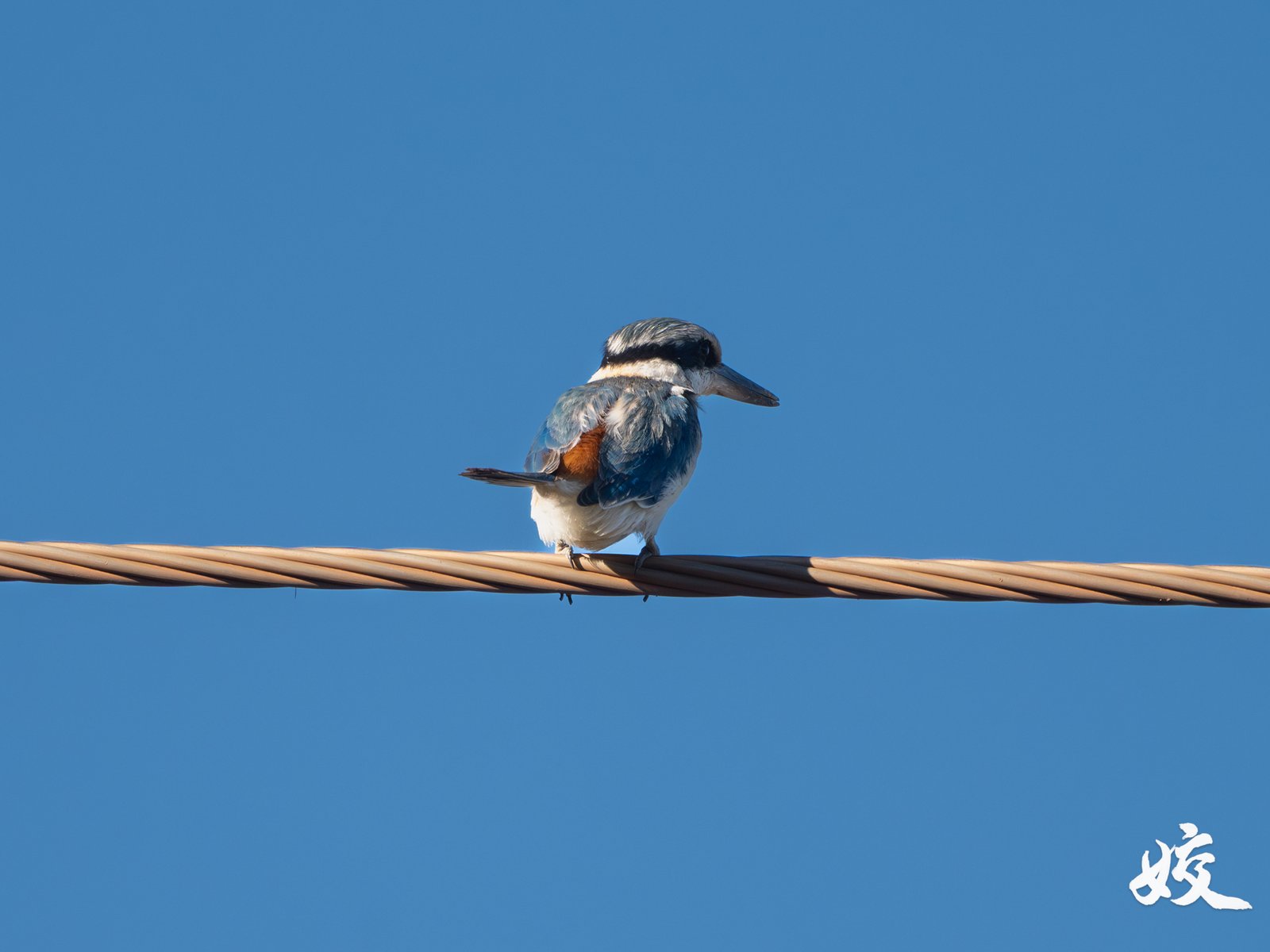 Red-backed Kingfisher