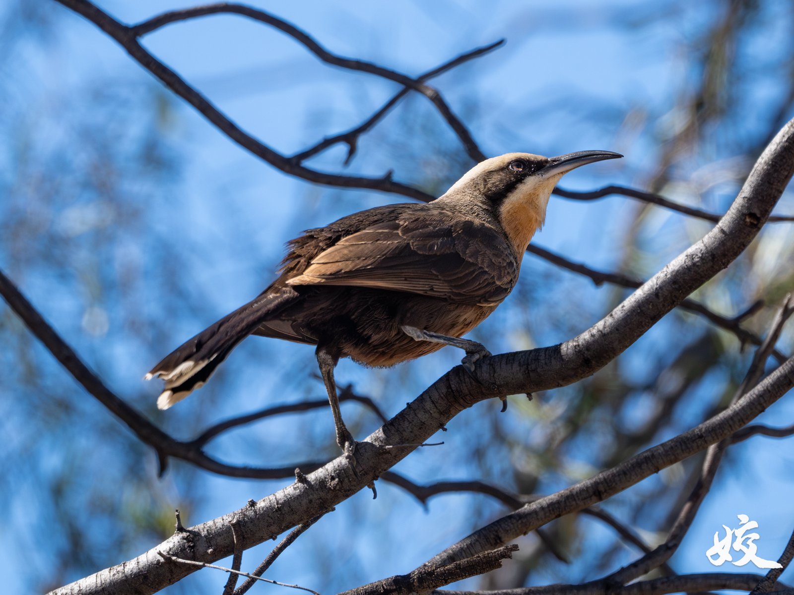 Grey-crowned Babbler