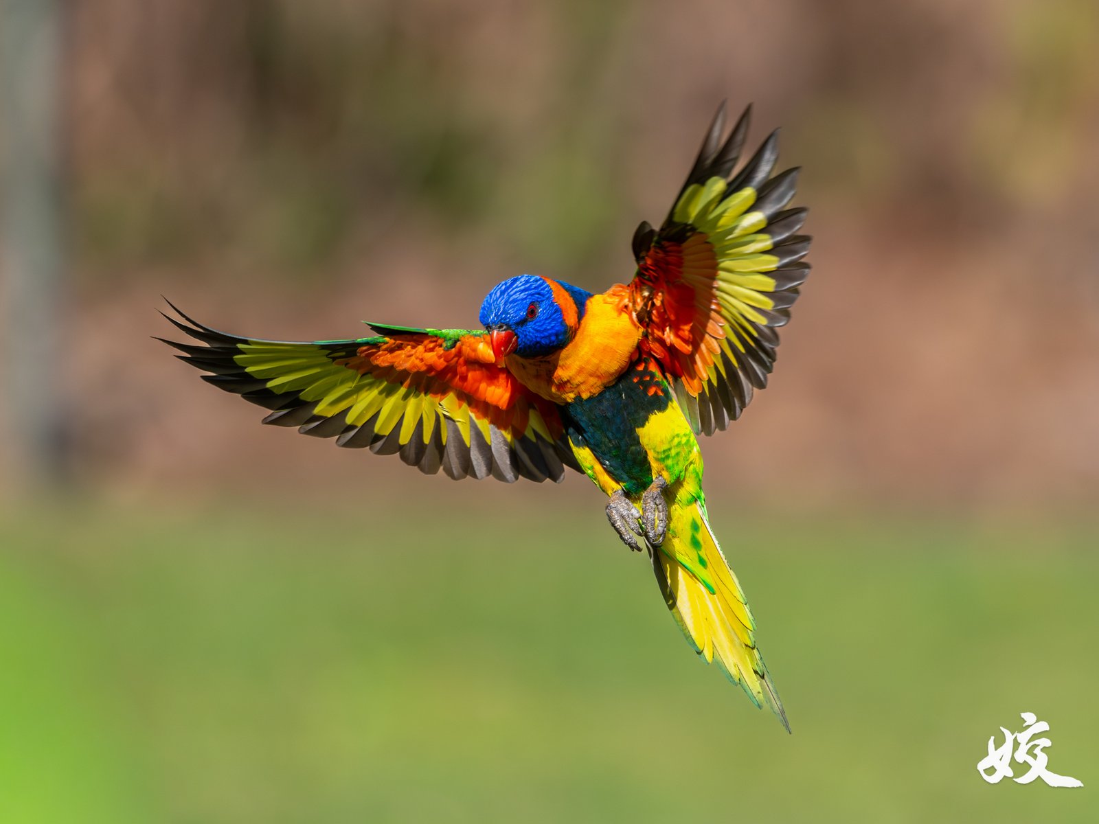 Red-collared Lorikeet