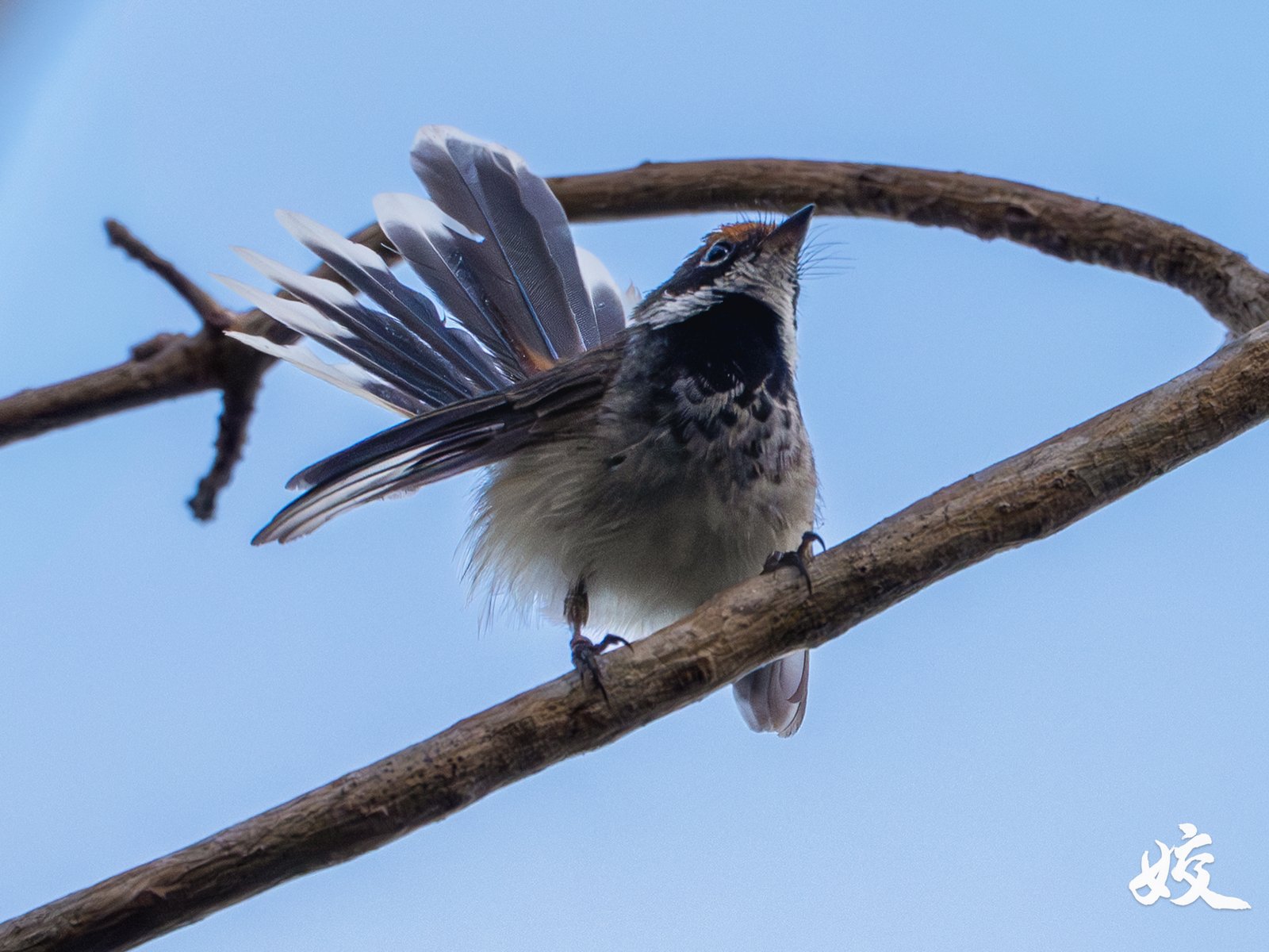 Arafura Fantail