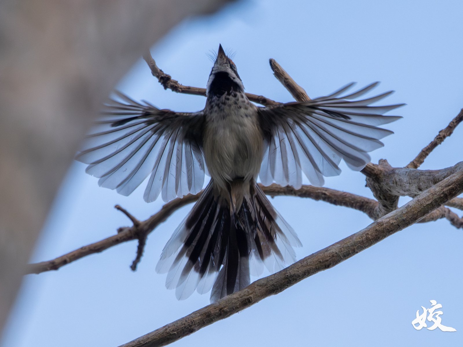 Arafura Fantail