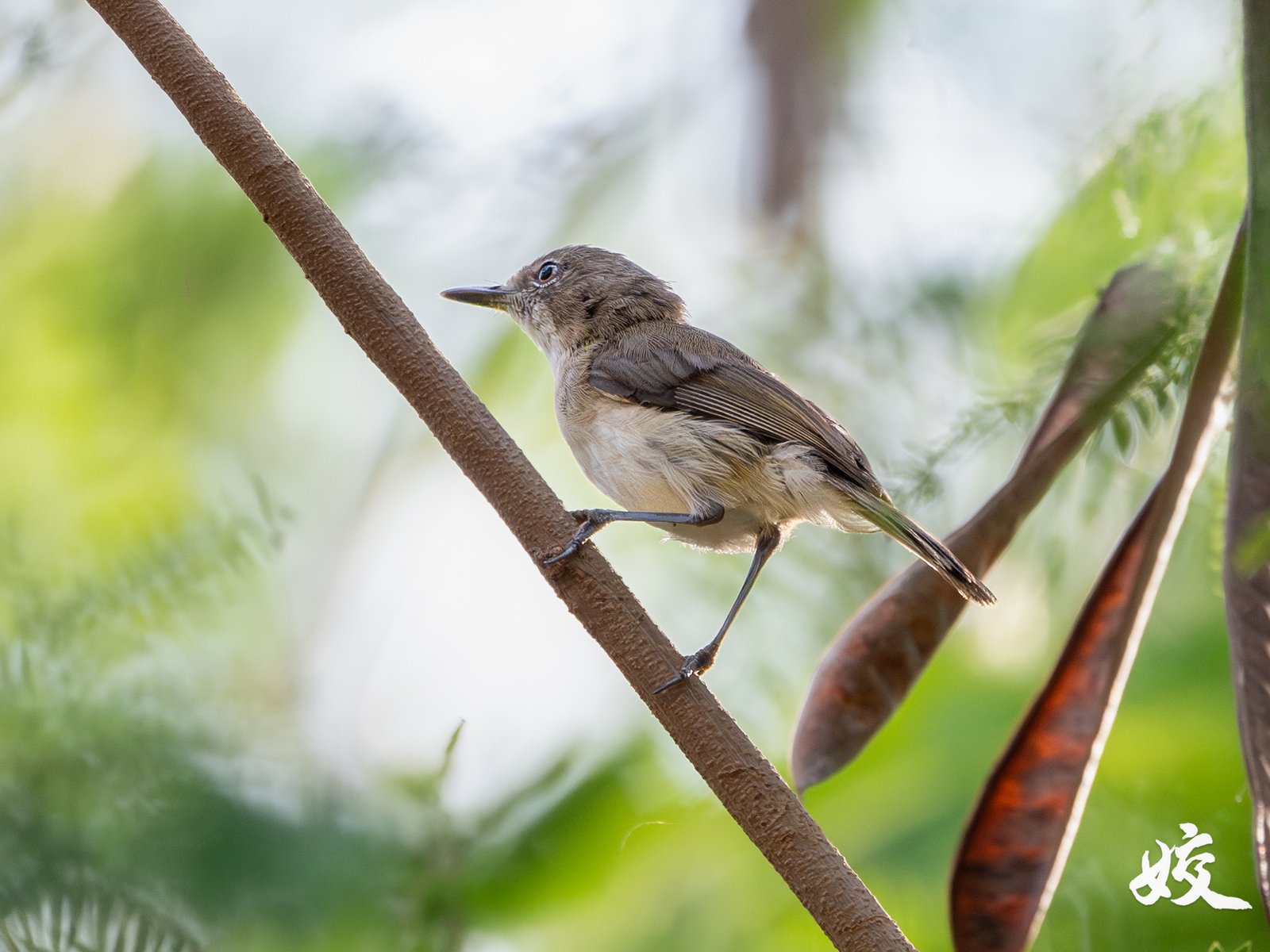Large-billed Gerygone