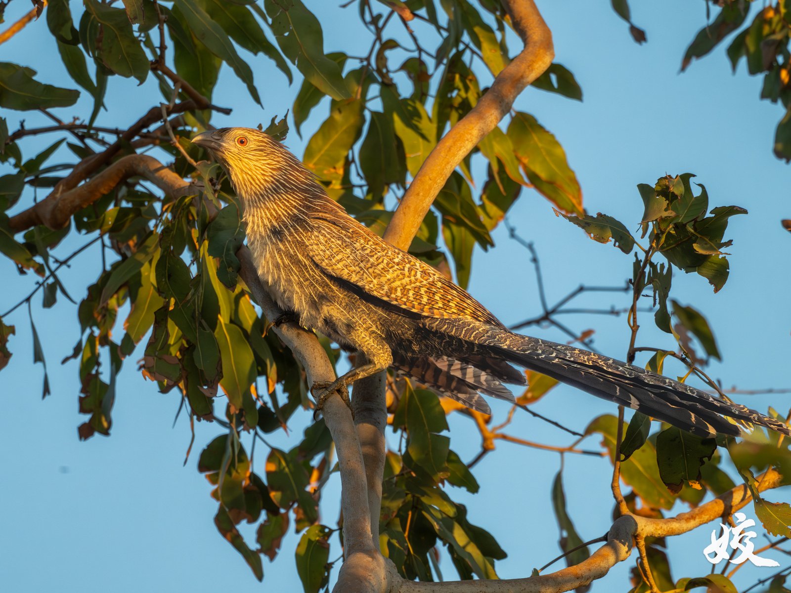 Pheasant Coucal