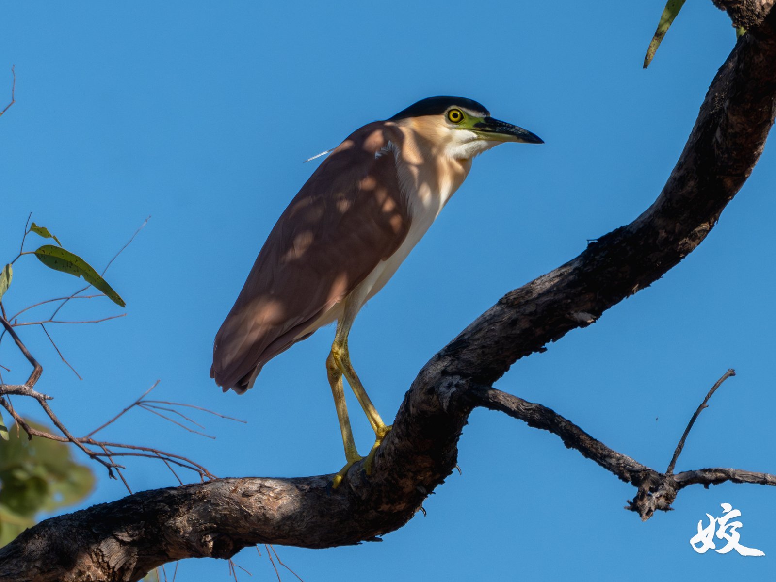 Nankeen Night Heron