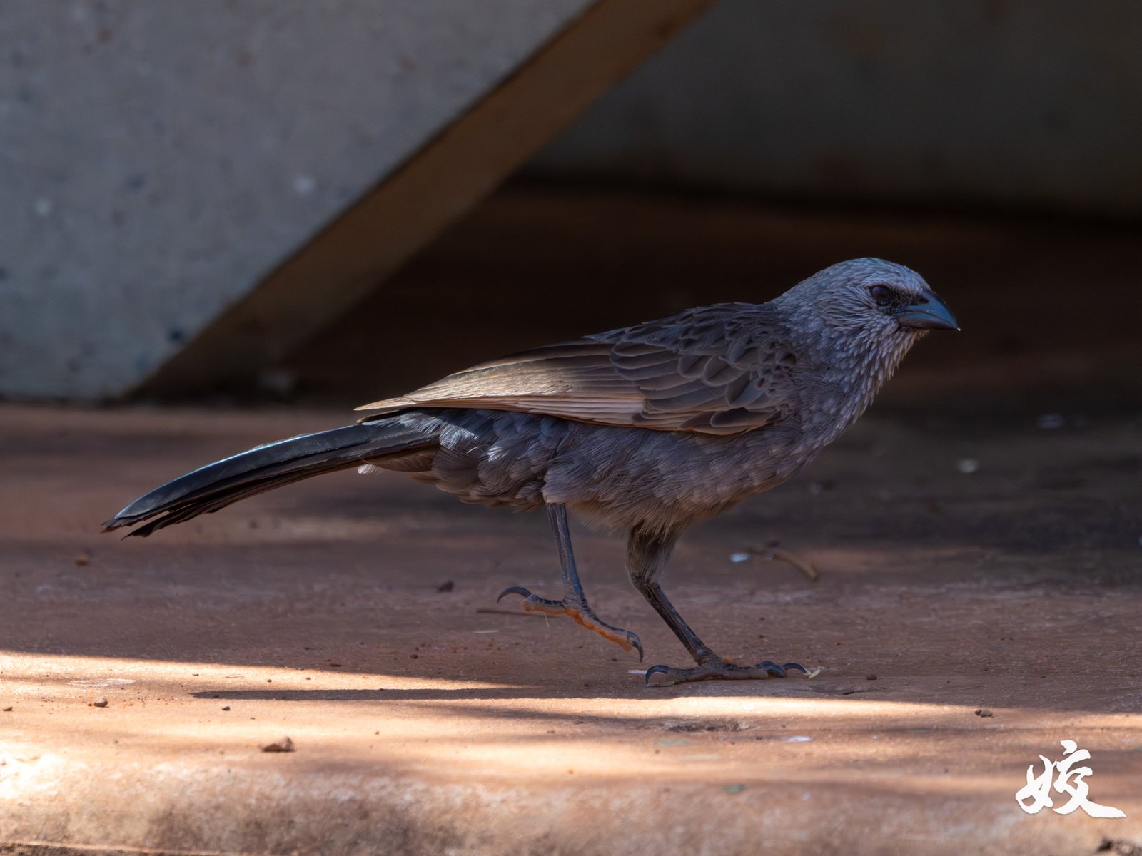 Apostlebird