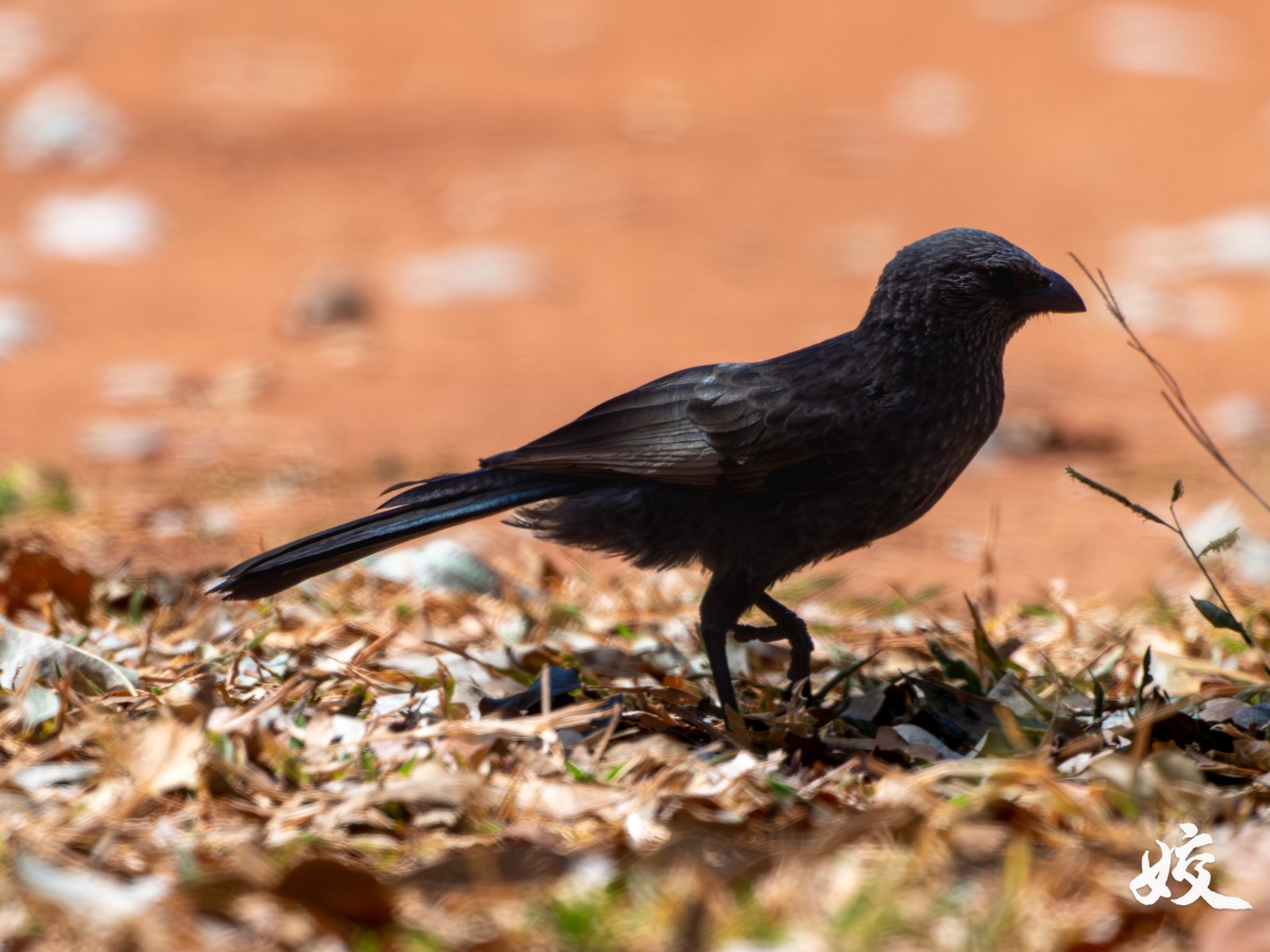 Apostlebird