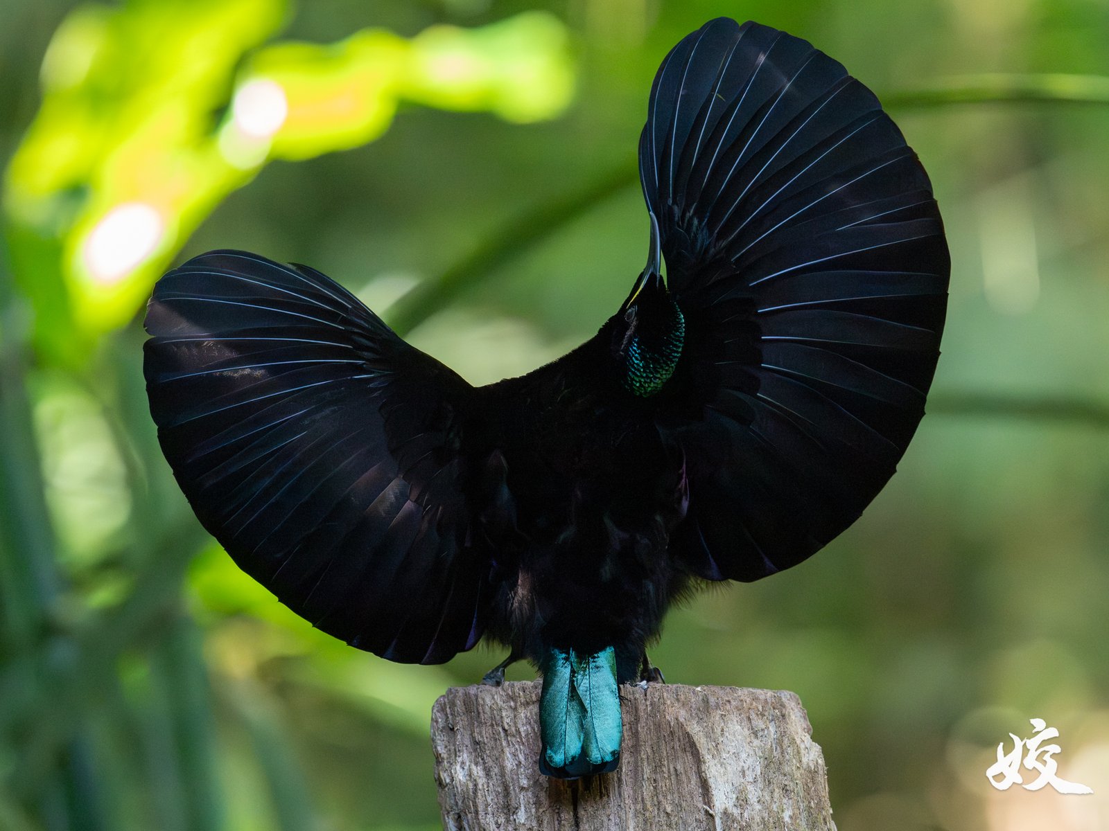Victoria's Riflebird
